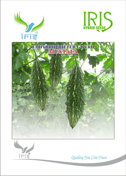 BitterGourd / Karela F1 Iris Mustafa