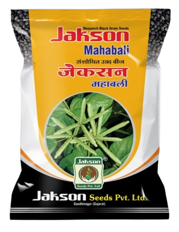 Blackgram / Udad Jakson Mahabali Seed