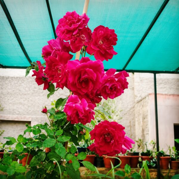 Ecotika Blooming Rose | Rose Plant Food for Flowering