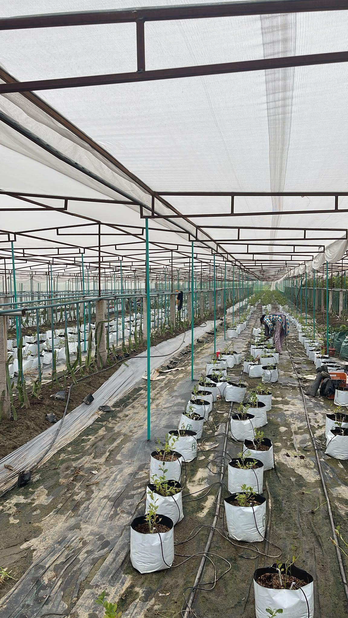 Ecotika Blueberry Sutra (Aadya) | Acid-Loving Starter Fertilizer for Potted Blueberries