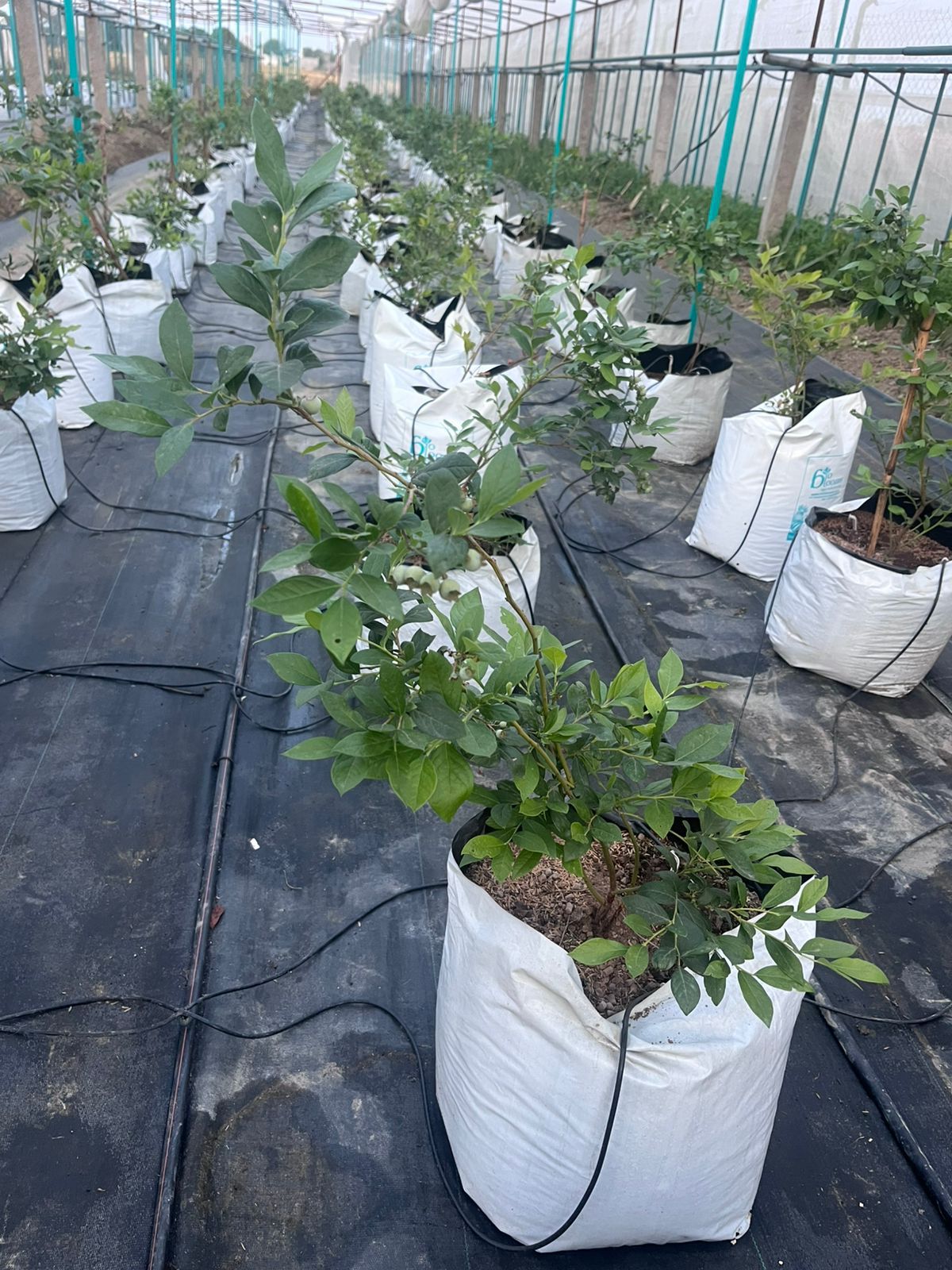 Ecotika Blueberry Sutra (Aadya) | Acid-Loving Starter Fertilizer for Potted Blueberries