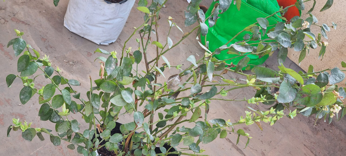 Ecotika Blueberry Sutra (Aadya) | Acid-Loving Starter Fertilizer for Potted Blueberries