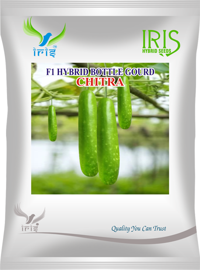 BottleGourd / Lauki F1 Iris Chitra