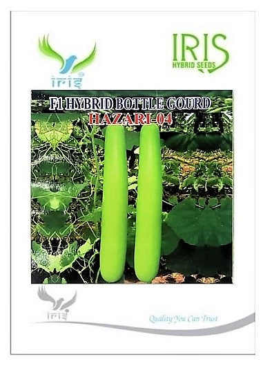 BottleGourd / Lauki F1 Iris Hazari 04