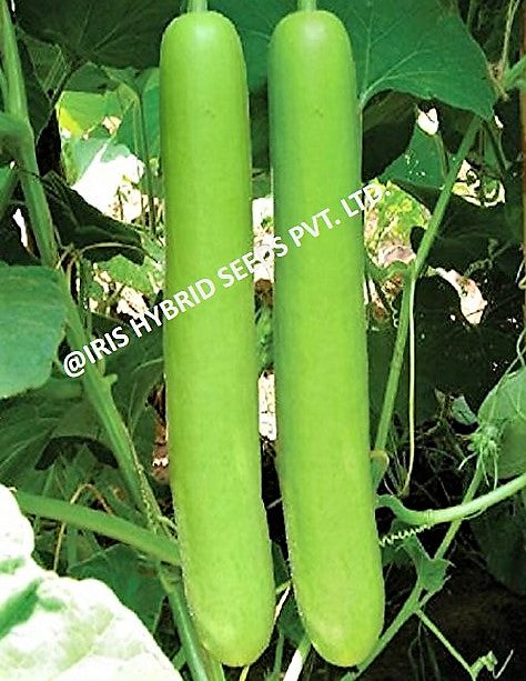 BottleGourd / Lauki F1 Iris Long Jhankar