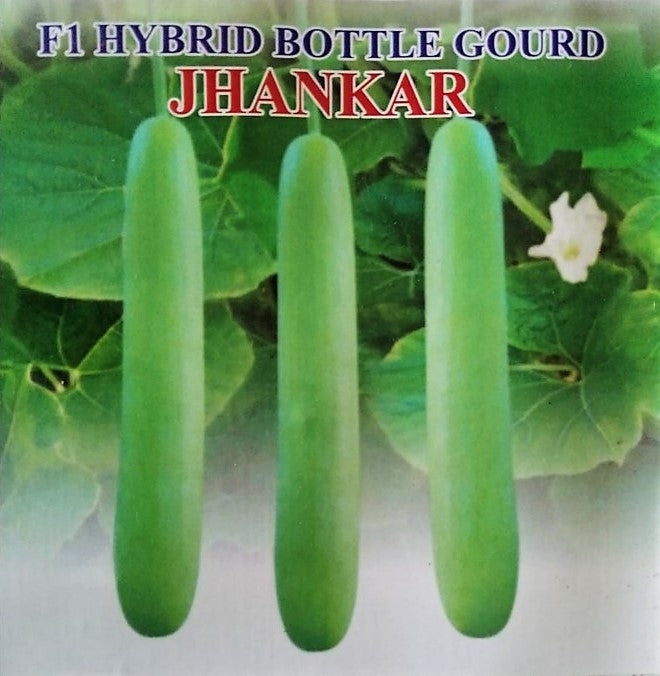 BottleGourd / Lauki F1 Iris Long Jhankar