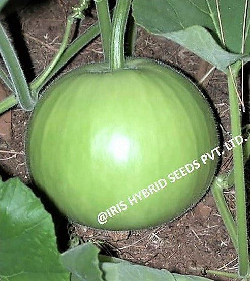 BottleGourd / Lauki F1 Iris Round Mumtaj