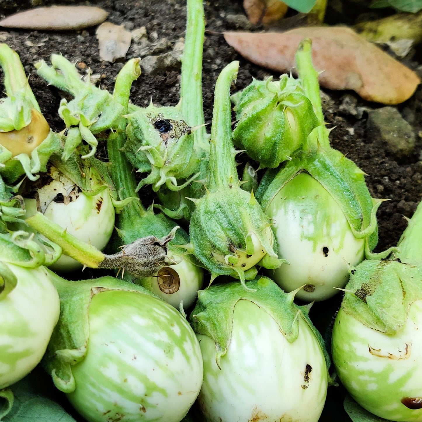 Green Revolution Water trap with Brinjal Lure