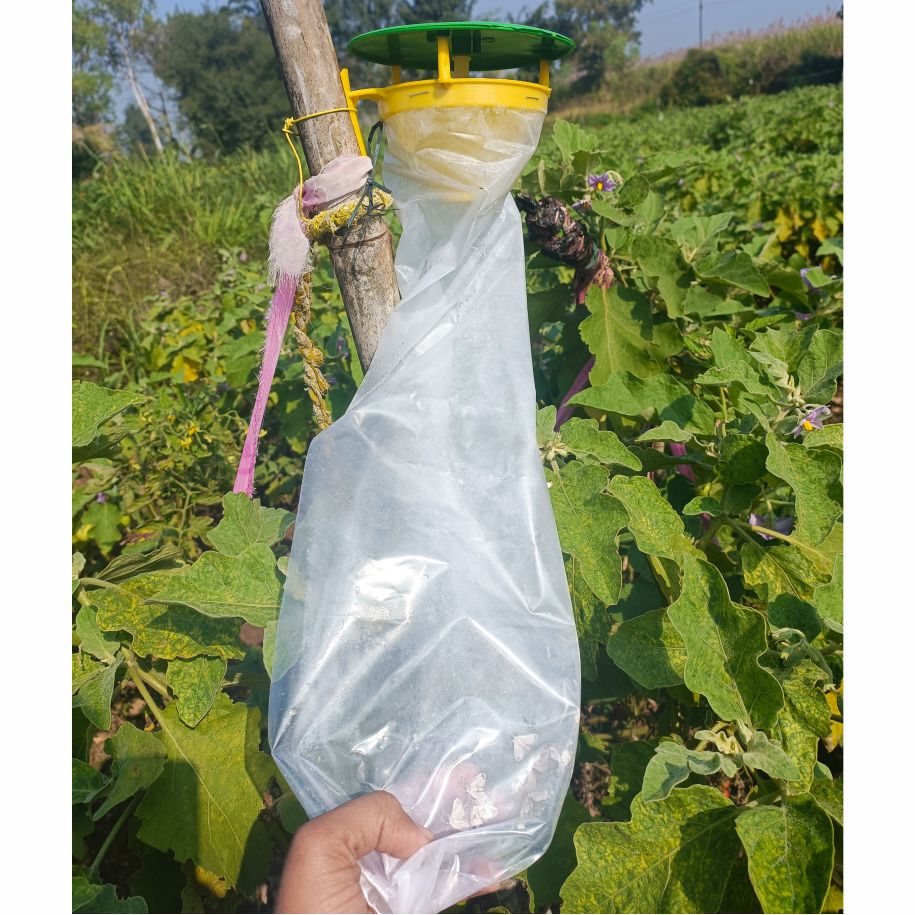 Green Revolution Water trap with Brinjal Lure
