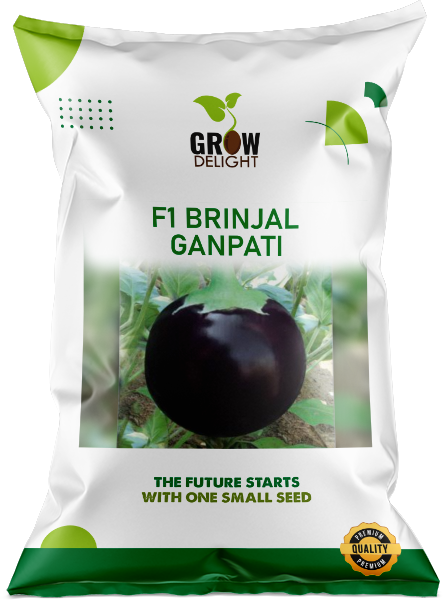 Brinjal F1 Ganpati