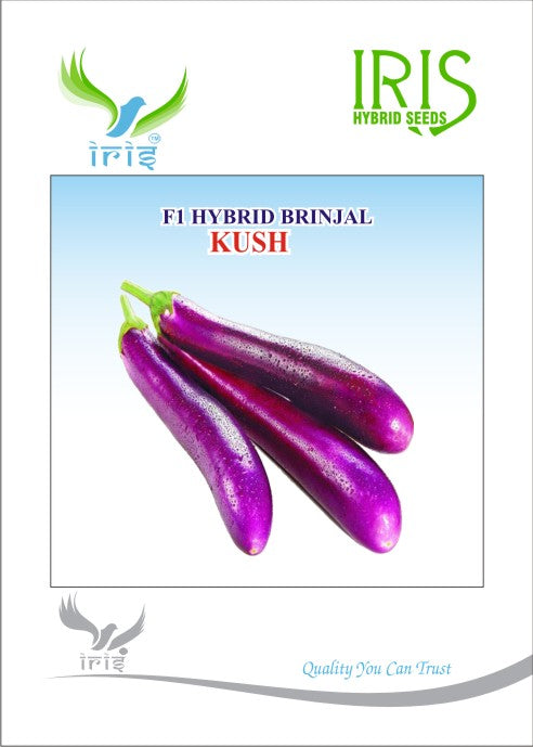 Brinjal Iris F1 Kush