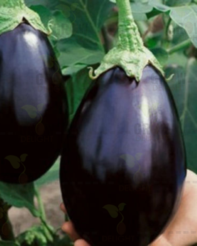 Brinjal F1 Manav