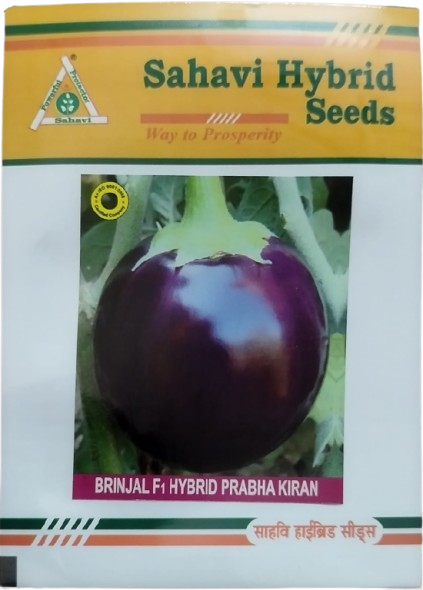 Brinjal Prabha Kiran