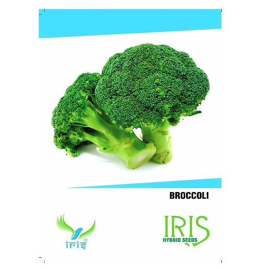 Iris F1 Broccoli