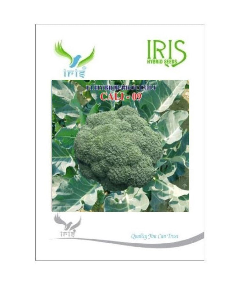 Iris Broccoli F-1 Hybrid Cali-09