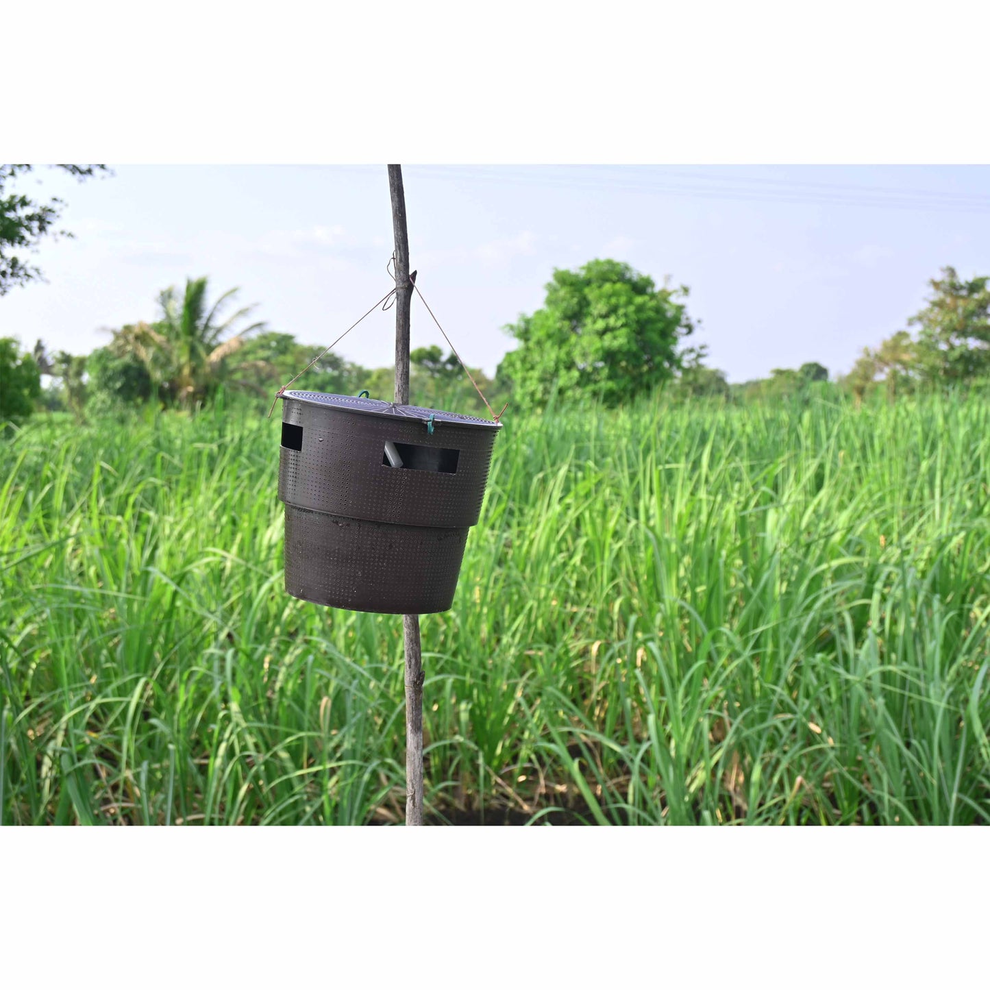 Green Revolution Bucket Trap With White Grub Lure