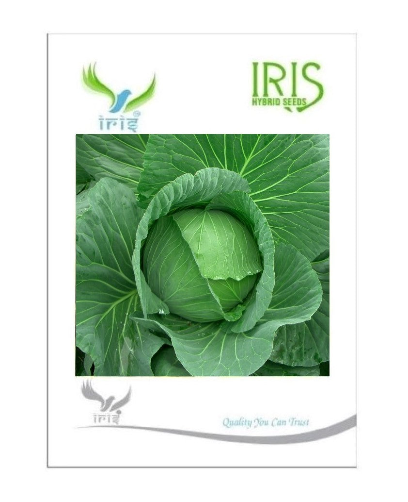 Iris F1 Cabbage / Patta Gobi