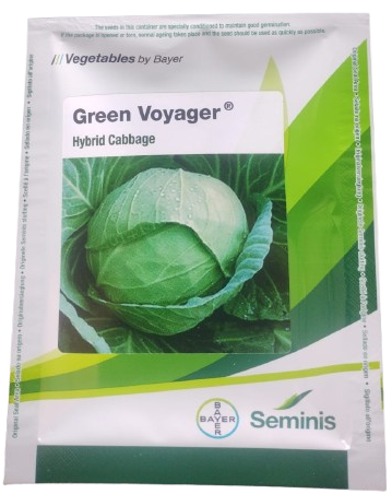 Cabbage / Patta Gobi F1 Green Voyager