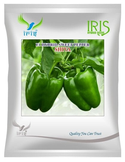 Capsicum F1 Iris Shiva