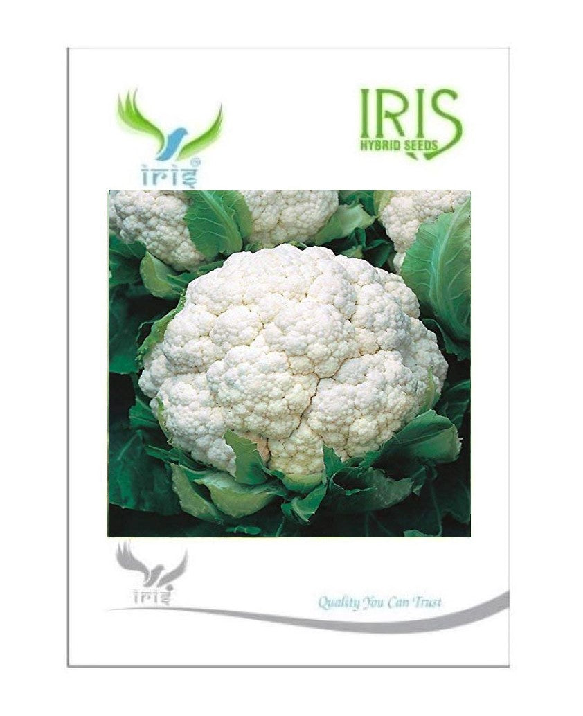 Iris F1 Cauliflower