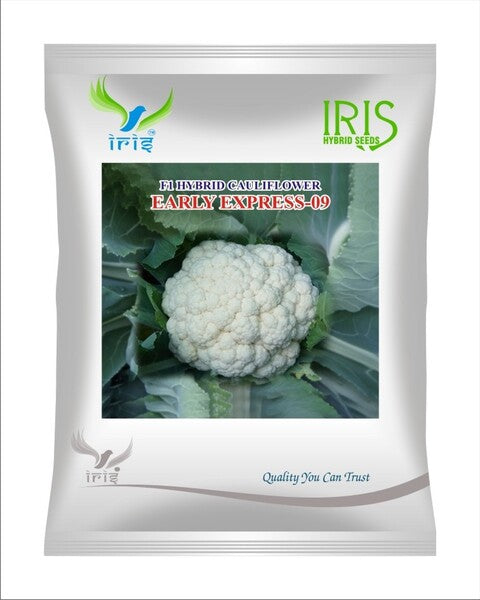 Iris F1 Cauliflower Early Express 09