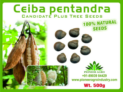 Ceiba Pentandra / Safed Semal Tree Seed