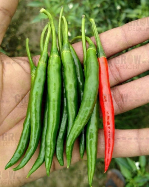 Chilli / Hot Pepper F1 Tejveer