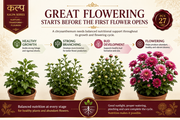 Ecotika Chrysanthemum Special - Chrysanthemum Plant Food for Flowering