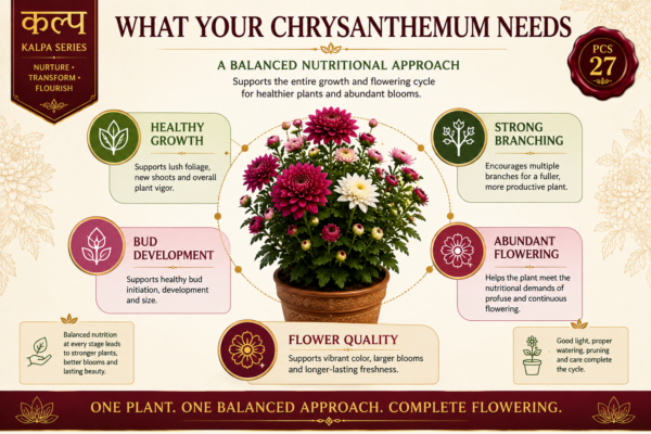 Ecotika Chrysanthemum Special - Chrysanthemum Plant Food for Flowering