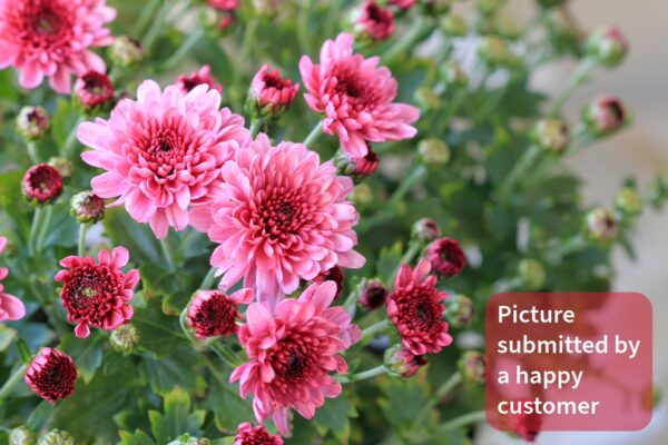 Ecotika Chrysanthemum Special - Chrysanthemum Plant Food for Flowering
