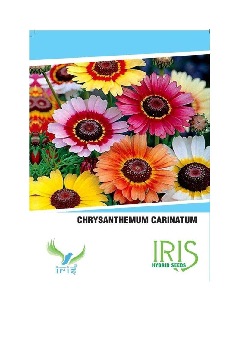 Iris Imported Chrysanthemum Carinatum