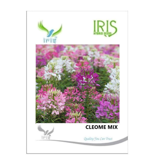 Iris Imported Cleome Mix