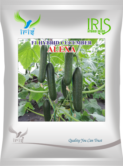 Cucumber / Kakri F1 Iris Alexa