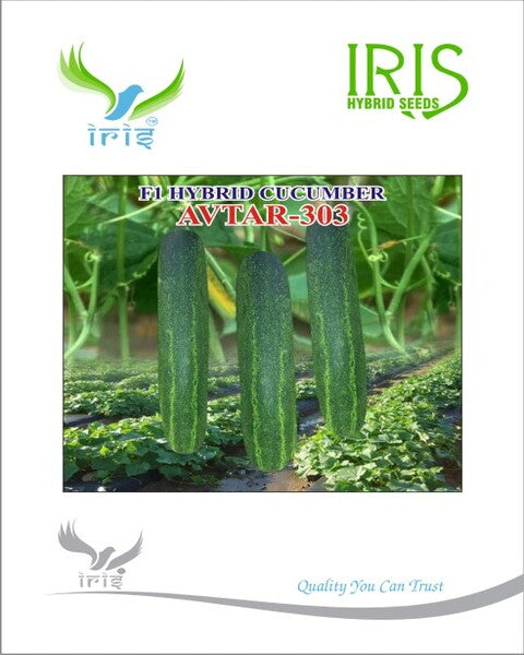 Cucumber / Kakri F1 Iris Avtar-303