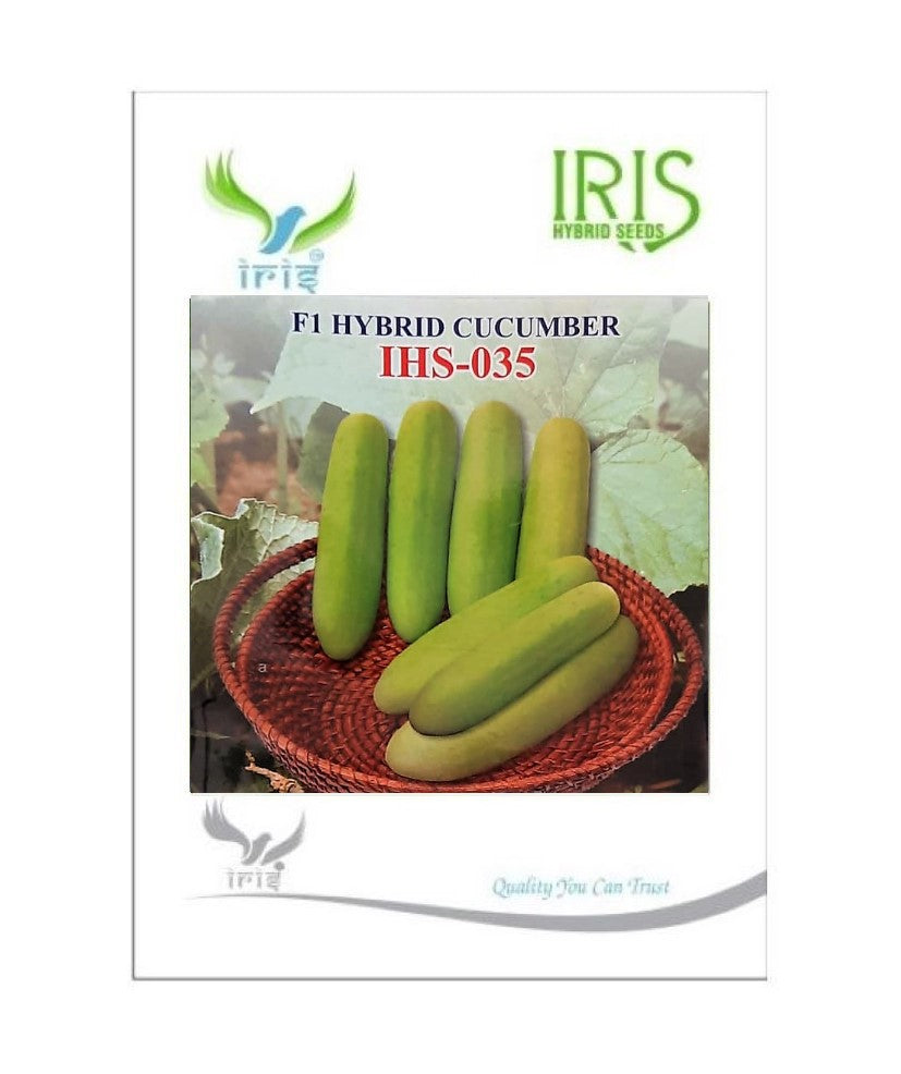 Cucumber / Kakri F1 Iris IHS-035 20 grams