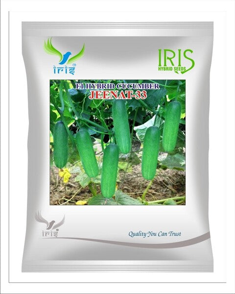 Cucumber / Kakri F1 Iris Jeenat 33