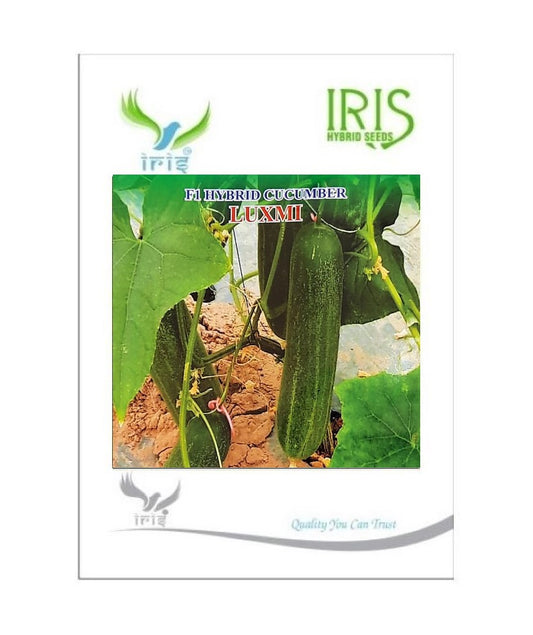 Cucumber / Kakri F1 Iris Luxmi