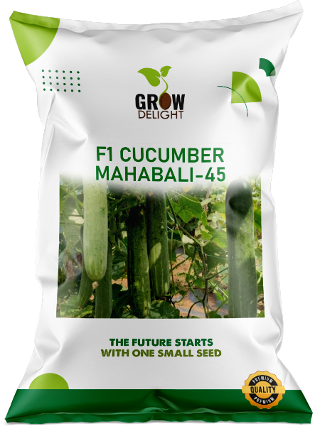 Cucumber / Kakri F1 Mahabali-45