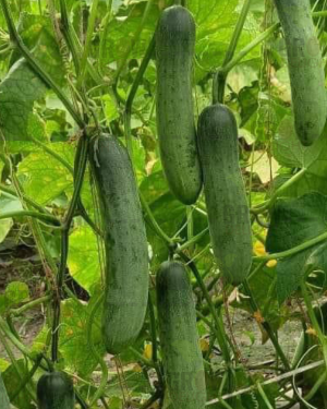 Cucumber / Kakri F1 Mahabali-45