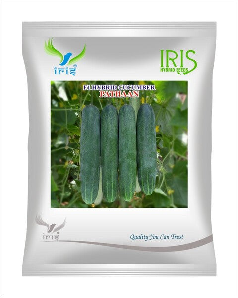 Cucumber / Kakri F1 Iris Pathaan