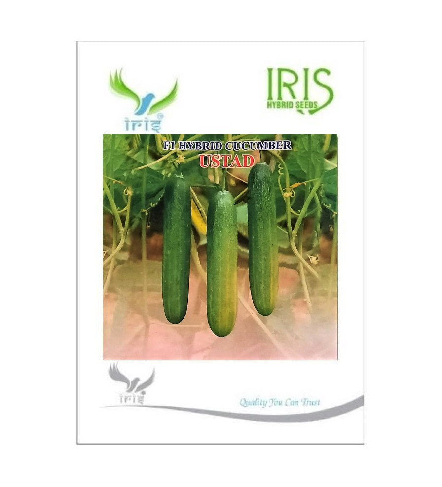 Cucumber / Kakri F1 Iris Ustad