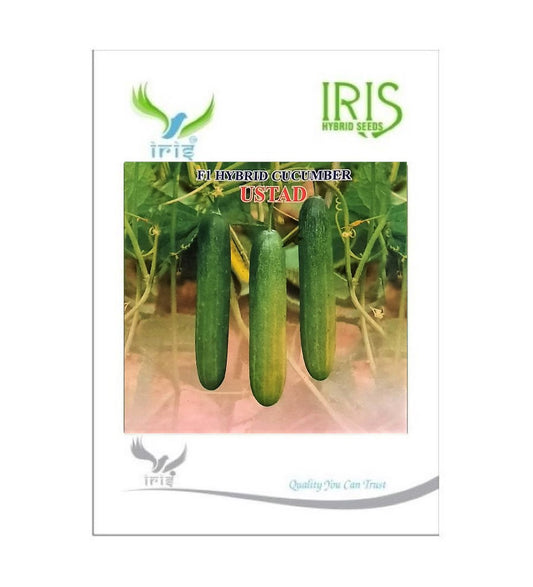 Cucumber / Kakri F1 Iris Ustad