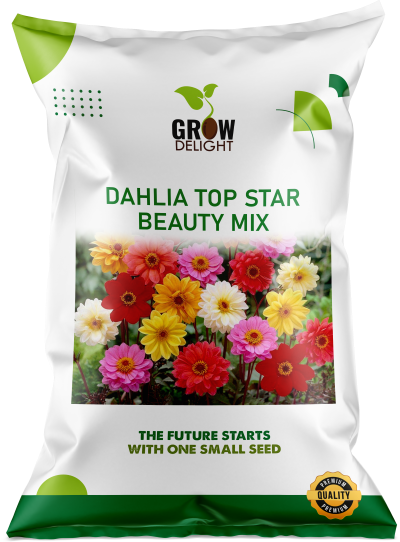 Grow Delight Imported Dahlia Top Star Beauty Mix - 600 seeds