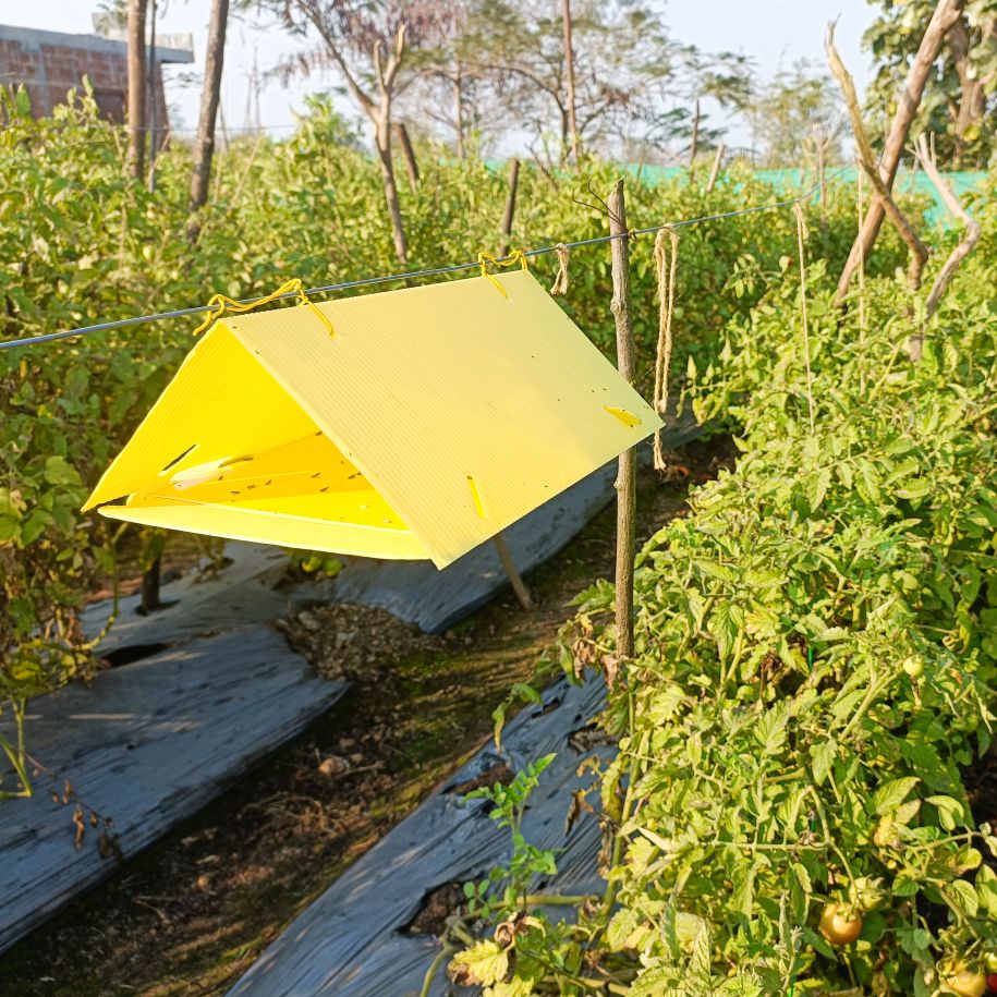 green Revolution Delta Trap