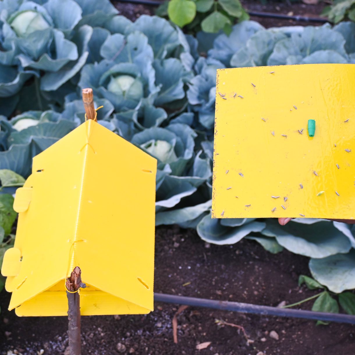 green Revolution Delta Trap
