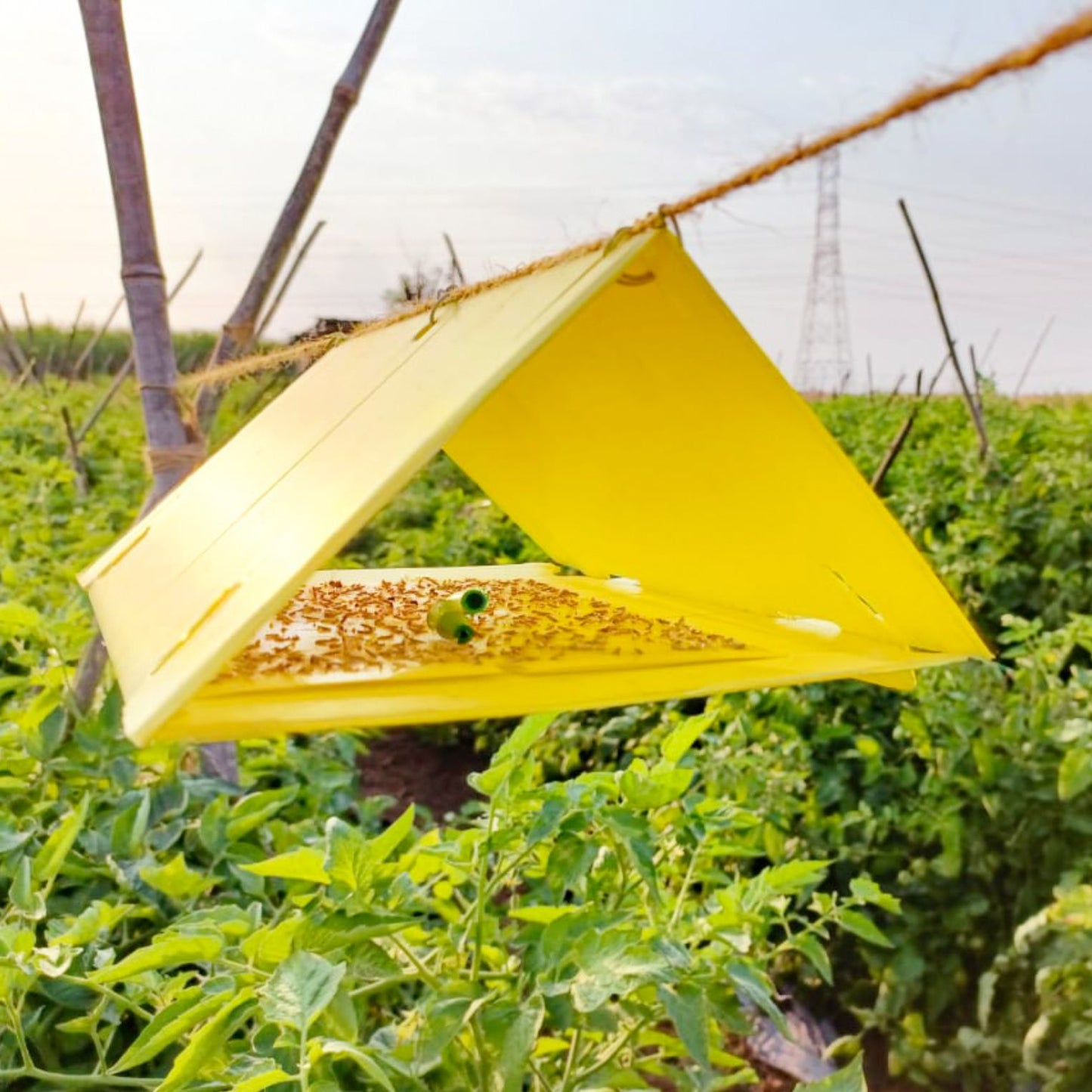 green Revolution Delta Trap
