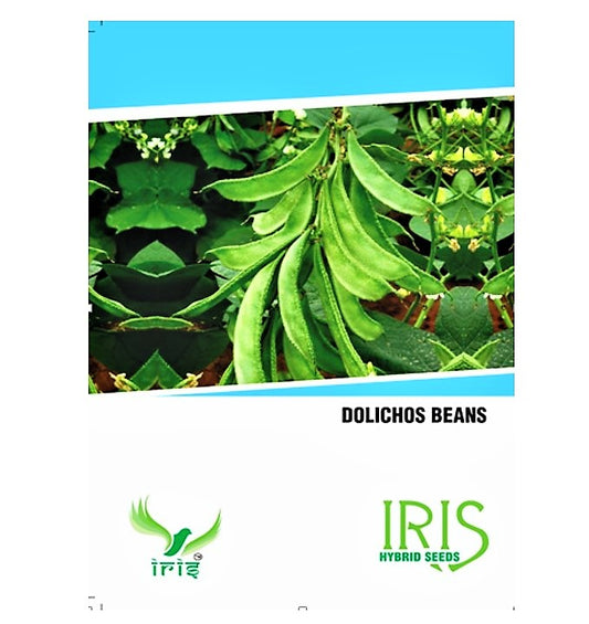 Iris OP Dolichos Beans