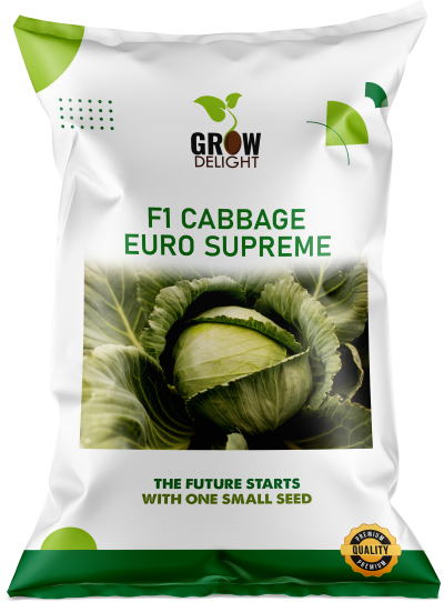 Cabbage / Patta Gobi F1 Euro Supreme