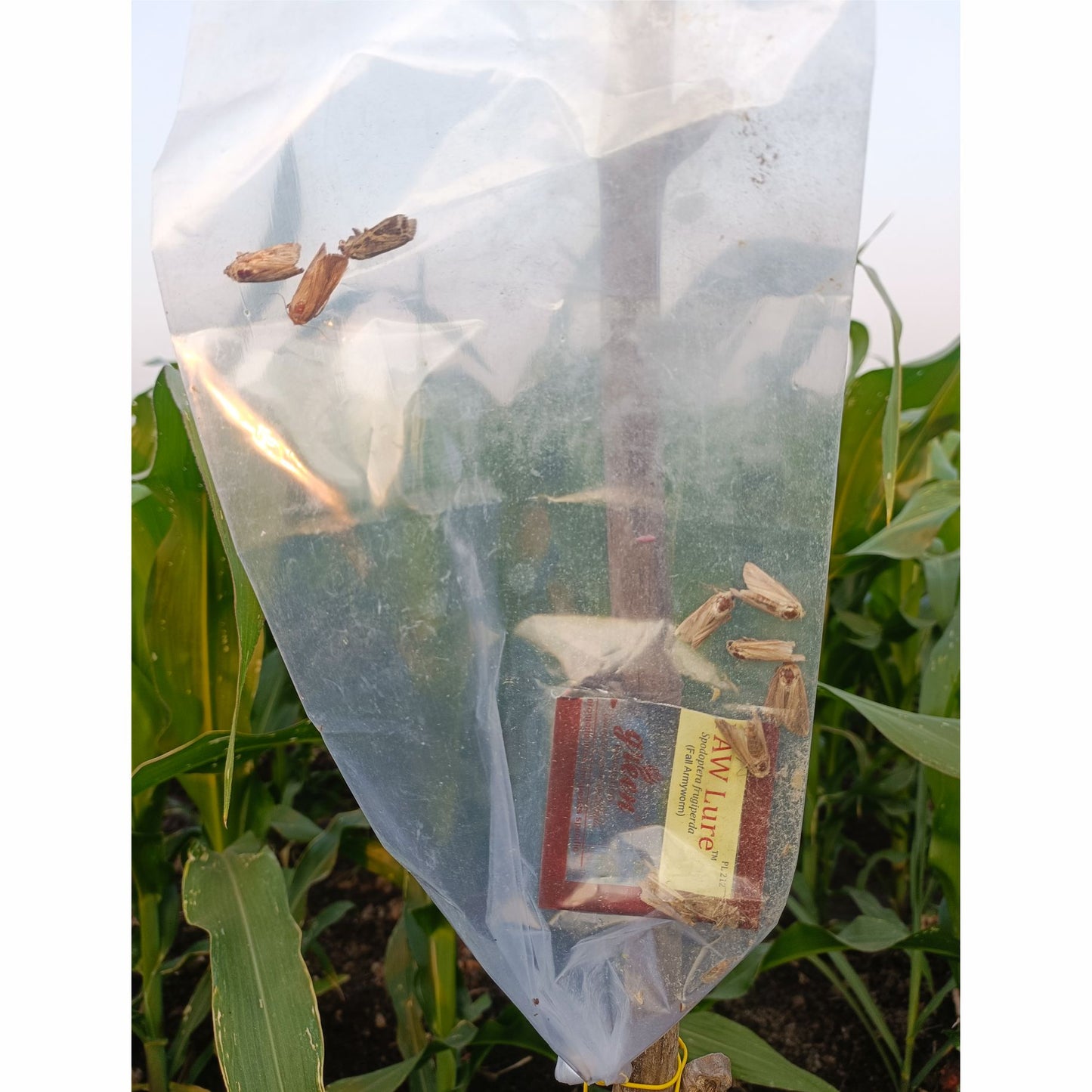 Green Revolution Combo Pack of Funnel Pheromone Trap + FAW Pheromone Lure