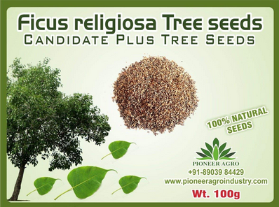 Ficus Religiosa / Aswattha Tree Seed